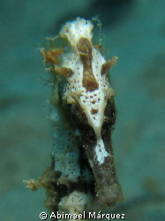 Seahorse, Crash Boat, Aguadilla, PR. by Abimael Márquez 